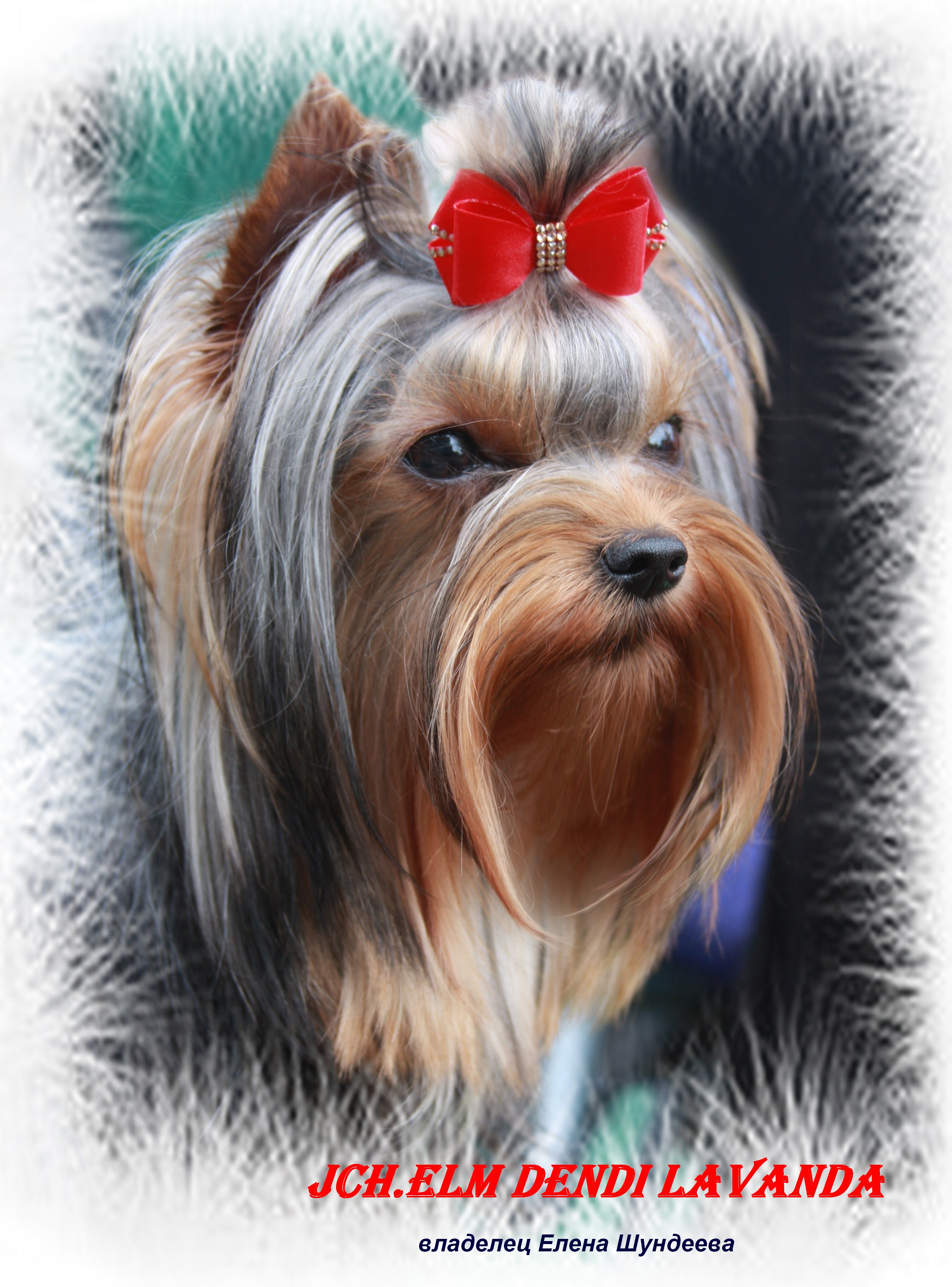 ELM DENDI LAVANDA &mdash; Labaza DogPedigree YorkshireTerrier